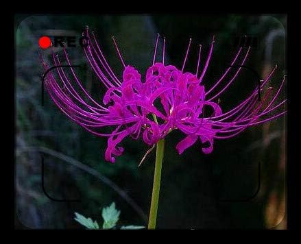 Amazon リコリス球根 甘草の球根 それはあなたの庭の装飾として使用することができます さまざまな花の色のリコリス球根 静かな花 心地よい香り 4 球根 ピンク 花