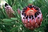 Oleander Leaved Protea 10 Seeds - Protea nerifolia