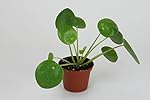 Pilea peperomioides (2" Pot) (Chinese money plant / Pancake plant / UFO plant)