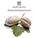 Health Concerns - Akebia Moist Heat - Dianthus Chinese Herbal Supplement - Ba Zheng San - Urinary Tract Support - with Akebia Trifoliata Caulis - 90 Tablets per Bottle