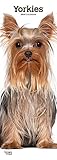 Yorkies 2020 6.75 x 16.5 Inch Monthly Slimline Wall Calendar, Dog Canine Yorkshire Terriers by