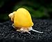 Aquatic Arts 5 Live Gold Mystery Snails Freshwater Aquarium Species/Real Living Glass Fish Tank Clearer | Nano Pets/Natural Decorations