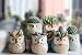 Owl Pots 2.5 Inch,Flowing Glaze Succulent Pots,Owl Planter/Mini Ceramic Pots,Small Flower/Plant/Cactus/Bonsai Container with Hole 6Pack