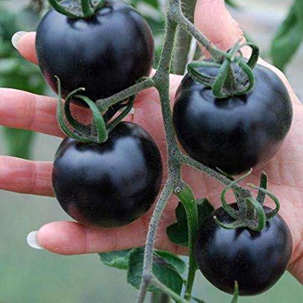 Coconut Lagoon plants Tomato Black Hybrid F1 Vegetable Seeds - Pack of 40
