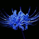 5 Bulbs Blue lycoris Radiata Spider Lily Flower Garden lycoris Bulbs-Decor