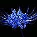 5 Bulbs Blue lycoris Radiata Spider Lily Flower Garden lycoris Bulbs-Decor