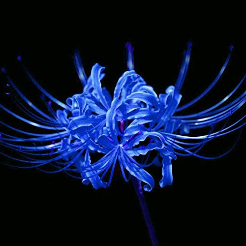 5 Bulbs Blue lycoris Radiata Spider Lily Flower Garden lycoris Bulbs-Decor