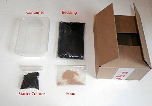 Tartan Guppy Live Springtail Colony Kit - Vivarium Clean Up Crew & Live Food