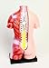 American Educational 45cm Mini Torso Model