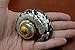 Small South Africa Sarmaticus Turbo Hermit Crab Sea Shell 2