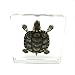 Real Turtle Specimen Paperweights Specimen for Science Education Paperweight for Book for Office for Desk