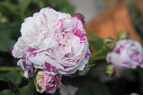 Amazon バラ苗 バリエガータディボローニャ オールドローズ 角鉢新苗 強香 強健 半つる性 花