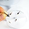 BH-Copper-John-Fly-Fishing-Nymph-Trout-Fly-Assortment-Choose-Your-Color-6-Flies