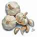 GARLIC BULB (2 Pounds), FRESH CALIFORNIA SOFTNECK GARLIC BULB FOR PLANTING, EATING AND GROWING YOUR OWN GARLIC, COUNTRY CREEK BRAND