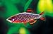 Aqua Huna Galaxy Rasbora 8 Packthumb 1