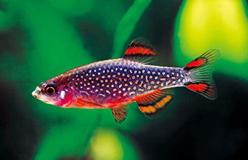 Aqua Huna Galaxy Rasbora 8 Pack
