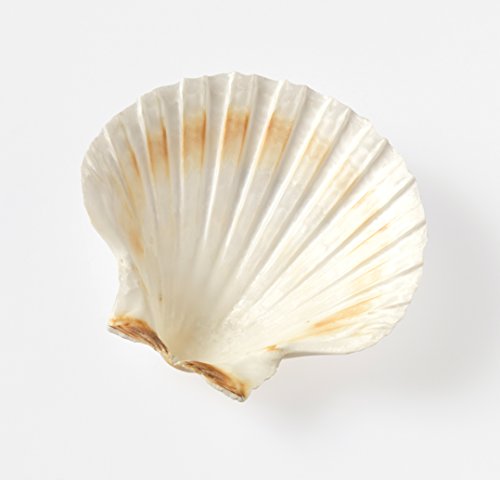 1 HIC+Natural+Baking+Shells+3+25+Inches