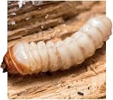 Safeguard Soluguard Woodworm Treatment 500ml Ready For Use High Strength view 4