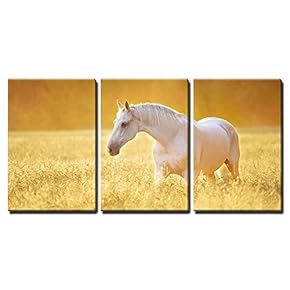 3 Piece Canvas Wall Art - White Orlov Trotter Horse in Rye, Golden Sunset - Modern Home Art Stretched and Framed Ready to Hang - 16"x24"x3 Panels