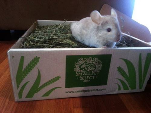 Small Pet Select 3rd Cutting "Super Soft" Timothy Hay Pet Food, 10 lb.