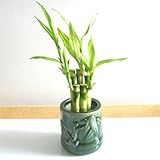 !Lucky Bamboo!