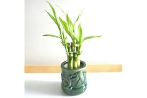 JM BAMBOO !Lucky Bamboo!