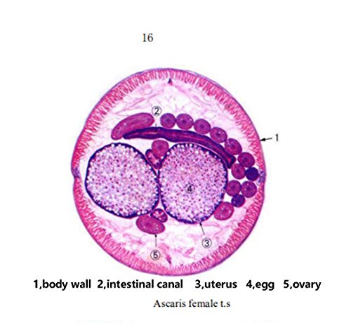 2 DIY+SCIENCE+Prepared+Nematoda+Microscope+Education