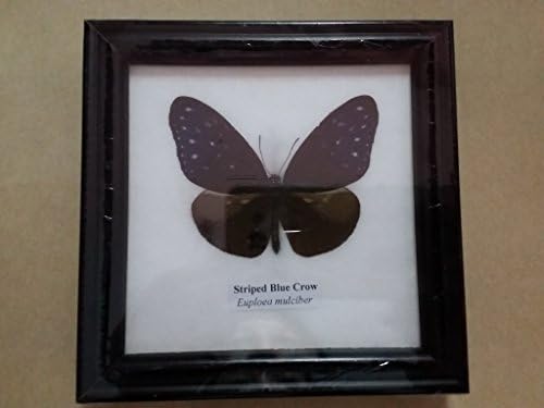 Real STRIPED BLUE CROW Butterfly Framed Taxidermy Entomology Insect Display Gift
