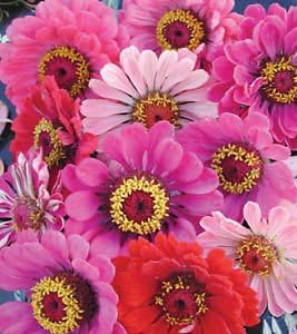 Nelesa Gardening Giant Zinnia Mixed Colour Flower Seeds - 50 Seeds