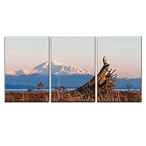 3 Piece Canvas Wall Art - January 2012, About 28 Snowy Owls Near The Foot of 72nd Street on Boundary Bay - Modern Home Art Stretched and Framed Ready to Hang - 16"x24"x3 Panels