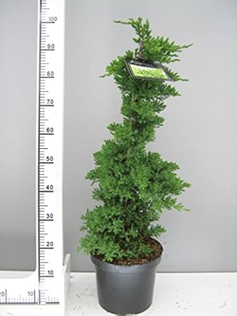 Grüner Bonsai-Wacholder, Juniperus procumbens Nana, Höhe:100 cm: Amazon