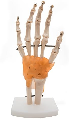 Hand and Wrist Skeleton Model with Ligaments,Kouber Human Anatomical Model,Life-size,Height 9"
