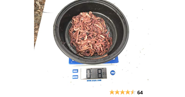 1 pound of red wigglers