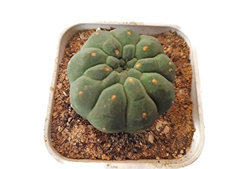 Seedsnpots Matucana madisoniorum Cactus Plant