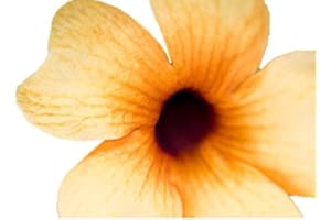 ZELLAJAKE FARM AND GARDEN Heirloom Black-Eyed Susan Vine Seeds - Thunbergia alata - 10 Seeds, 1/4 Gram - B80