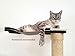 CatastrophiCreations 3-Tier Sisal Climbing Pole, English Chestnut Bamboo, one Size