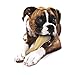 Nylabone Power Chew Femur Bone BIG Dog Chew Toy Chicken XX-Large/Monster - 50++ lbs. (1 Count)
