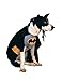 DC Comics Superheroes: Batman Pet Costume for Dogs or Cats by Rubies, Medium