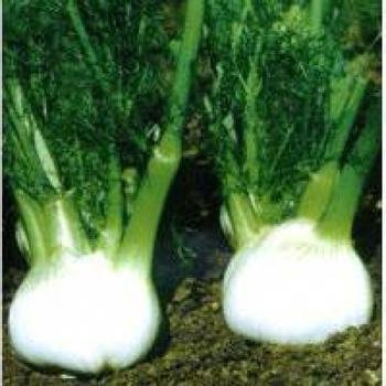 Plentree Hot Bulb Fennel bonsais Vegetable bonsais 100pcs