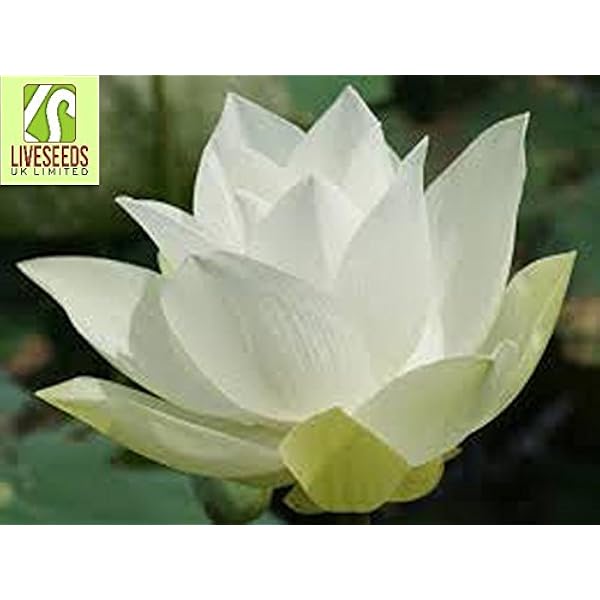 Amazon Com Liveseeds Bowl Lotus Water Lily Flower Bonsai Lotus Ponds 5 Fresh Seeds Wide White Lotus Garden Outdoor