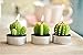 WISDOMTOY 6-Piece Mini Lovely Green Meat Plant Cactus Romantic Candle