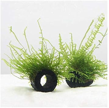 Amazon 水草 育成済 マルチリングブラック 黒 ジャイアント南米ウィローモス 無農薬 ３個 北海道航空便要保温 Charm チャーム 生体水草 通販