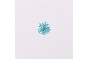 YUNZHI 100pcs/pack Ammi majus Natural Pressed Dried Flower for Resin Jewelry Making, Soap and Candle Making, Scrapbooking DIY (Lake Blue)