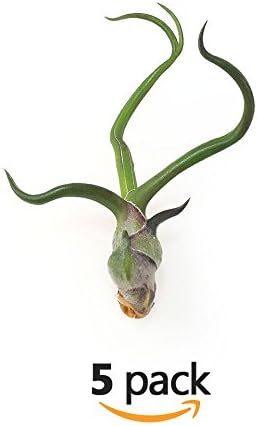 The Drunken Gnome AIR PLANTS – BULBOSA SMALL – 5 PACK - air purifying flowering tillandsia for terrarium, fairy garden starter kit, home office, indoor outdoor, corporate gift (5 PACK, Small - 1-2")