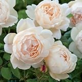 David Austin English Roses Wollerton Old Hall