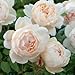 David Austin English Roses Wollerton Old Hall