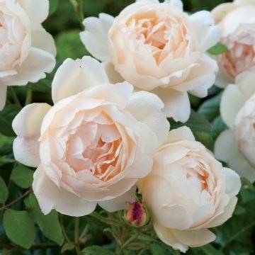 David Austin English Roses Wollerton Old Hall David Austin English Roses Wollerton Old Hall