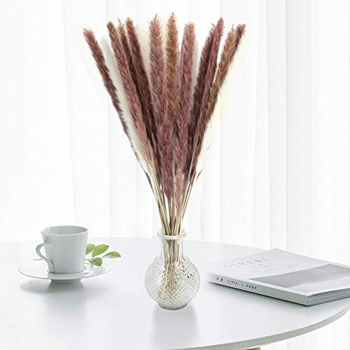DomeStar 36PCS Pampas Grass, Natural Dried Pampas Reed Grass Plume Wedding Flower Bunch