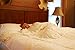 Clara Clark Comforter - All Season Down Alternative Bedding Comforter/Duvet Insert, Ultra Soft, Box Stitched. King Size, White