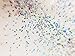 Moonlit Silver Biodegradable Glitter 1 Ounce - Made from Plant Cellulose, Earth Friendly. Perfect for Crafts, DIY Projects, Even Body, Cosmetics. Can be Mixed with Adhesives, Paints, Gels, Oils